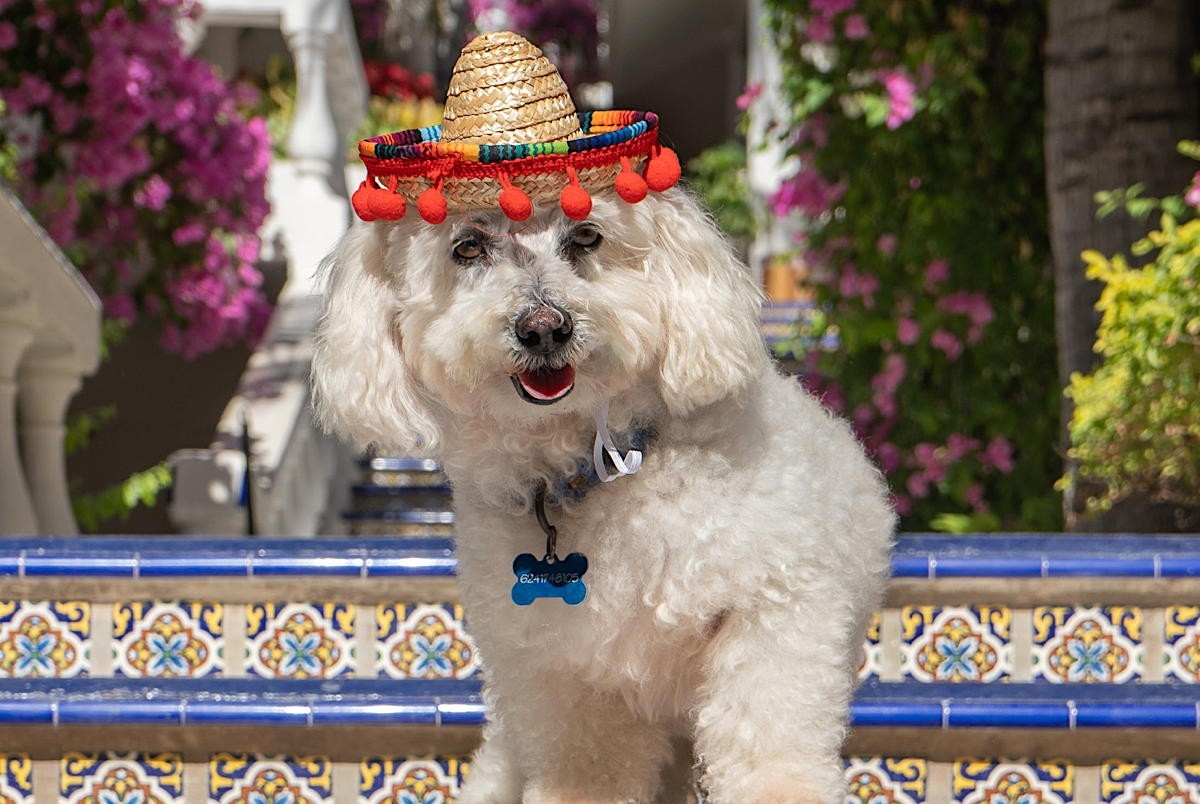 Mar del Cabo by Velas Resorts now offers an exclusive “Pampered Pooch” package for pets so they can holiday with their owners