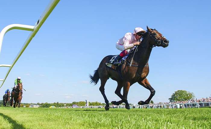 Horse to keep your eye on